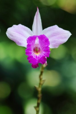 Arundina graminifolia