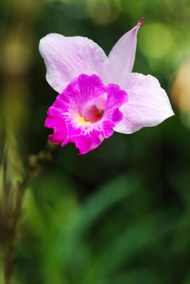 Arundina graminifolia