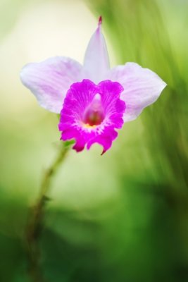 Arundina graminifolia