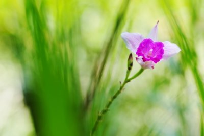 Arundina graminifolia