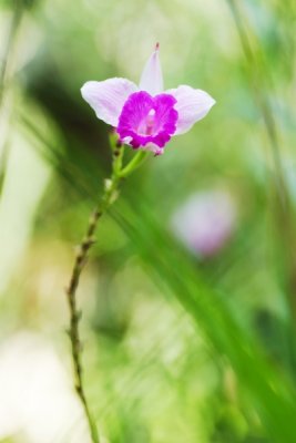 Arundina graminifolia
