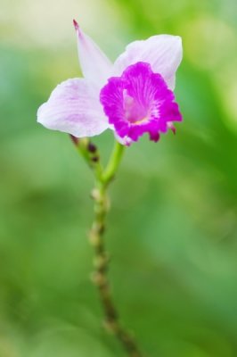 Arundina graminifolia