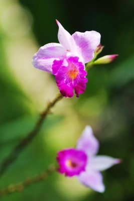 Arundina graminifolia