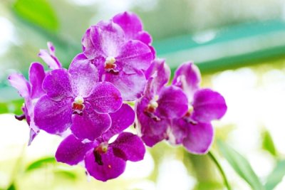 Vanda hybrid