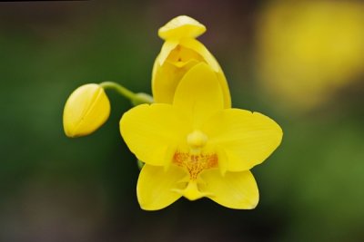 Spathoglottis hybrid    
