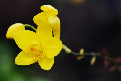 Spathoglottis hybrid   