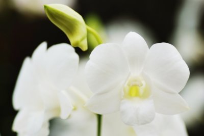 Dendrobium Stephanie Sun
