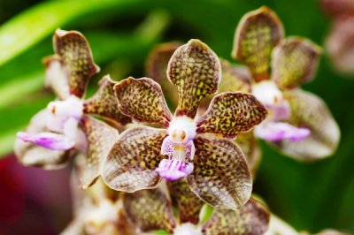 Vanda Mimi Palmer