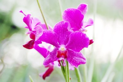 Vanda hybrid 