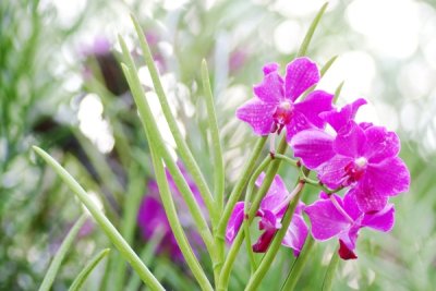 Vanda hybrid