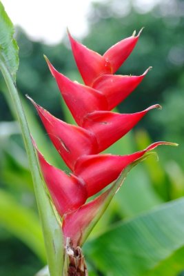 Heliconia caribaea 'Purpurea'