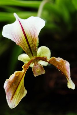 Paphiopedilum villosum   