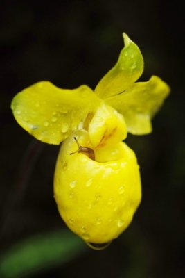 Paphiopedilum armeniacum