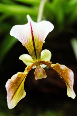 Paphiopedilum villosum   