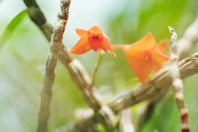 Dendrobium jacobsonii