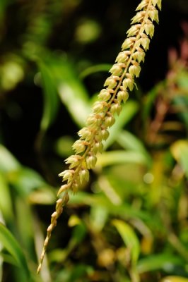 Dendrochilum species