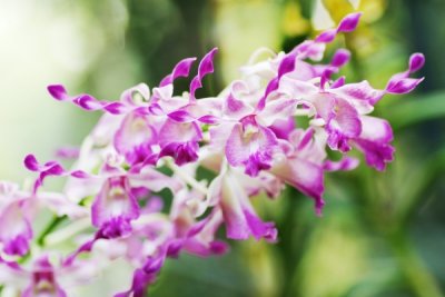 Dendrobium hybrid
