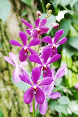Aranda Noorah Alsagoff 'Blue'