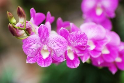 Dendrobium Burana Pearl hybrid