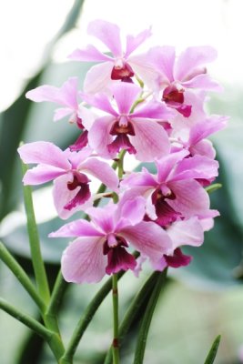 Vanda Bellasan    