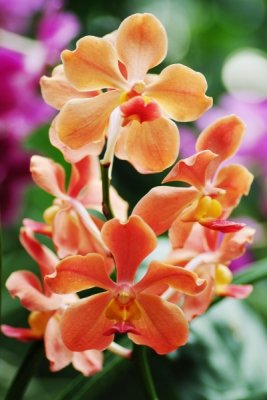 Ascocenda hybrid