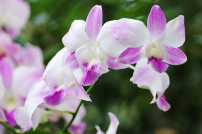 Dendrobium King Dragon hybrid