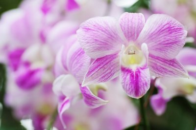 Dendrobium king Dragon hybrid