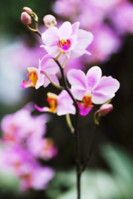 Doritaenopsis hybrid