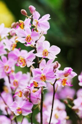 Doritaenopsis hybrid