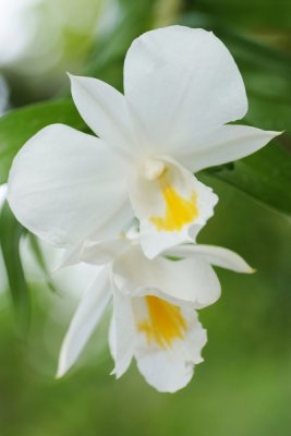 Dendrobium formosum