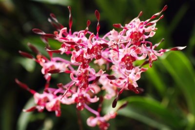 Dendrobium Milo
