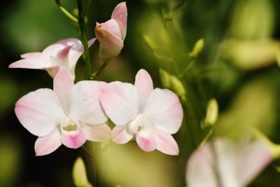 Dendrobium Champagne