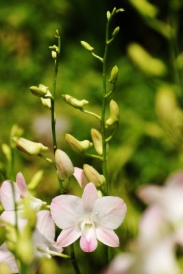 Dendrobium Champagne