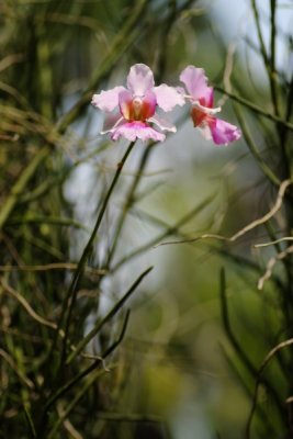 Vanda Miss Joaquim   