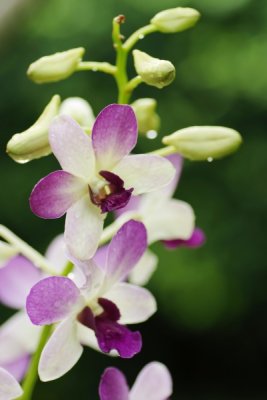 Dendrobium hybrid