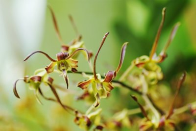 Dendrobium sutiknoi x Dendrobium Black Spider