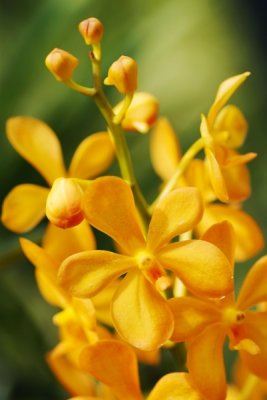 Mokara Singa Gold   