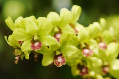 Dendrobium Burana Jade