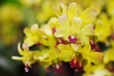 Dendrobium Singapore General Hospital