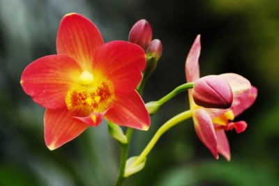Spathoglottis hybrid