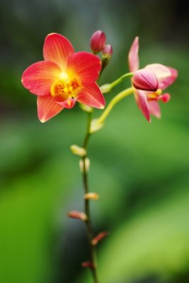 Spathoglottis hybrid        