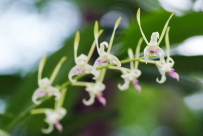 Dendrobium antennatum