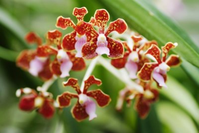 Vanda limbata     