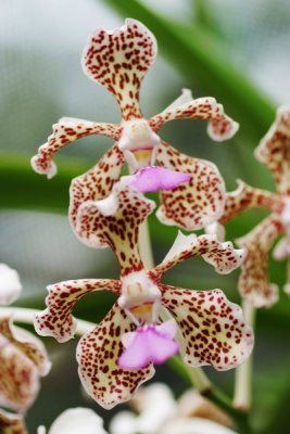Vanda tricolor       