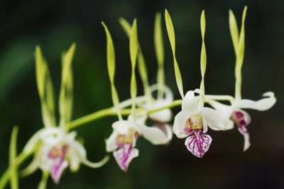 Dendrobium antennatum