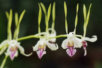 Dendrobium antennatum