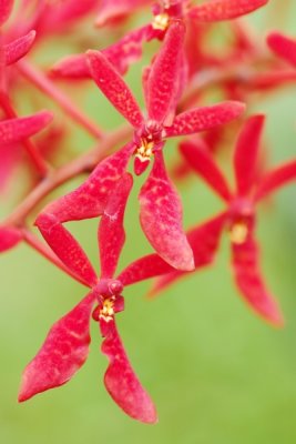 Renanthera Singaporeans