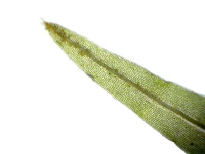 g3/64/94464/3/54140252.erDSCN3106_Leucophanesglaucum.jpg