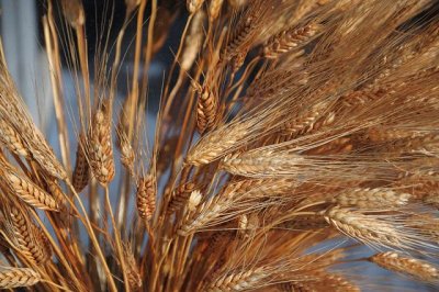  Wheat