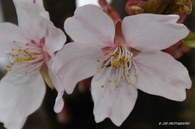 Cherry Blossom.JPG